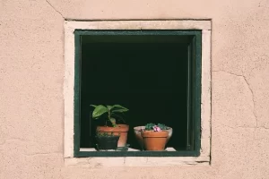 window, flower pots, potted plants, plants, nature, window sill, outlook, insight, to water, window, window, window, window, window